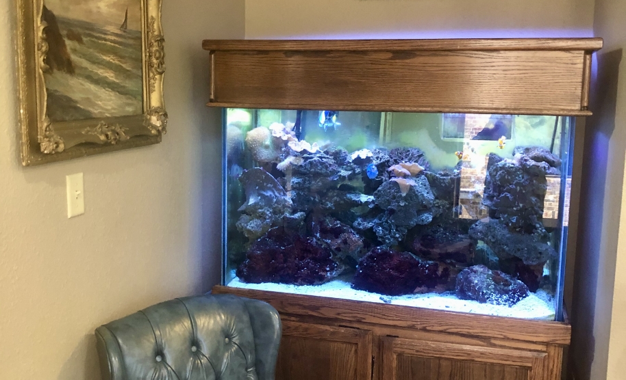 Fish tank in dental office